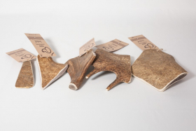 Gamme dino, bois de daim