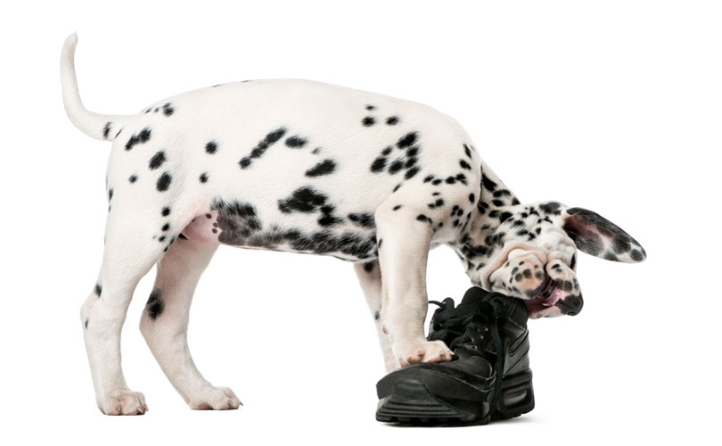 Dégâts chaussure