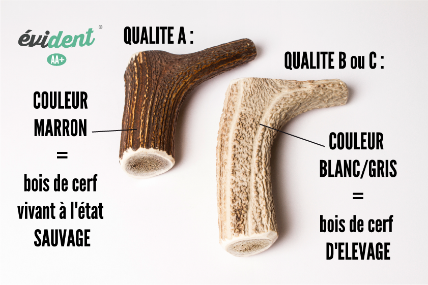 bois de cerf sauvage evidenty