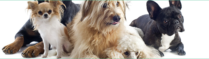 Pour petits et grands chiens
